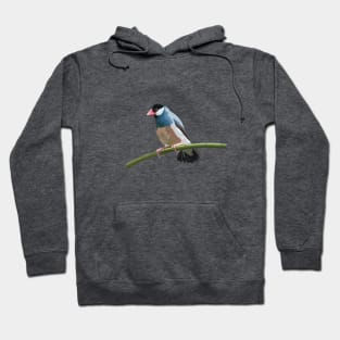 Java Sparrow on a Twig Hoodie